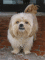 040221.plug.gurning_dog_t.gif