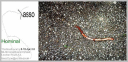 040406.lassoinvite_t.gif