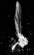 040713.fly.dilworth_t.gif