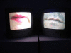 IMG_0850_t.gif