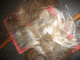IMG_4740_t.gif